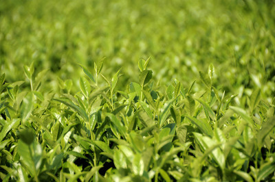 新的茶茶