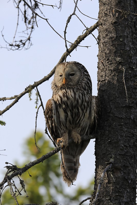 乌拉尔猫头鹰(Strix uralensis)瑞典