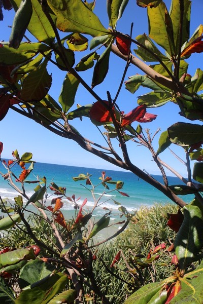 成熟的海岸banksia Coolum海滩