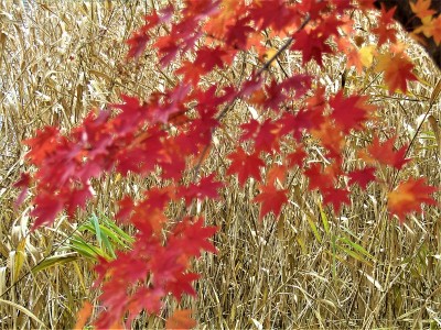 12月在日本森林里。秋天背景
