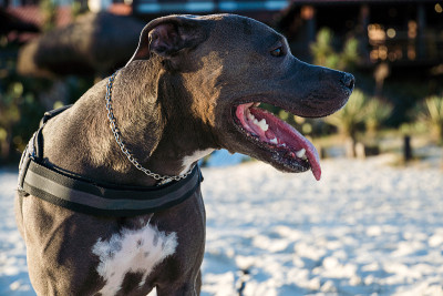 比特犬在日落时在海滩上玩耍。在阳光明媚的日子里享受沙滩和大海