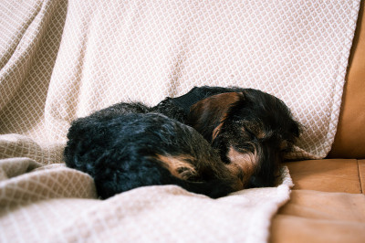 睡眠铁丝毛腊肠犬