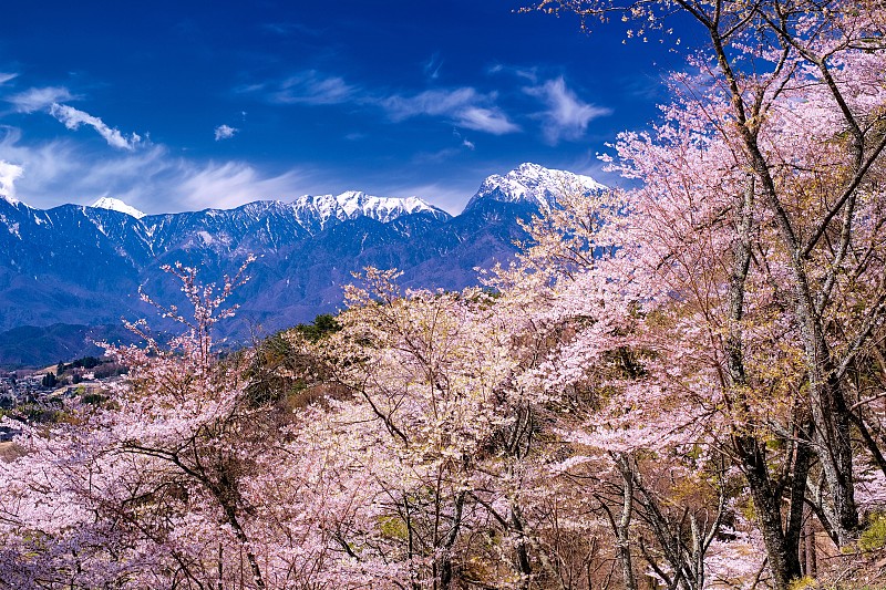 山梨县雅藤城堡遗址公园的春景