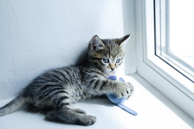 小灰猫正躺在窗台上玩毛绒玩具。