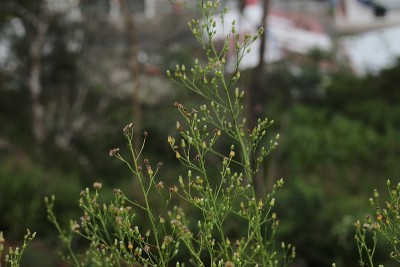 春天的花