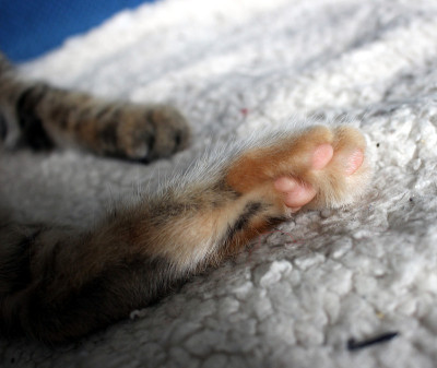 欧洲的猫