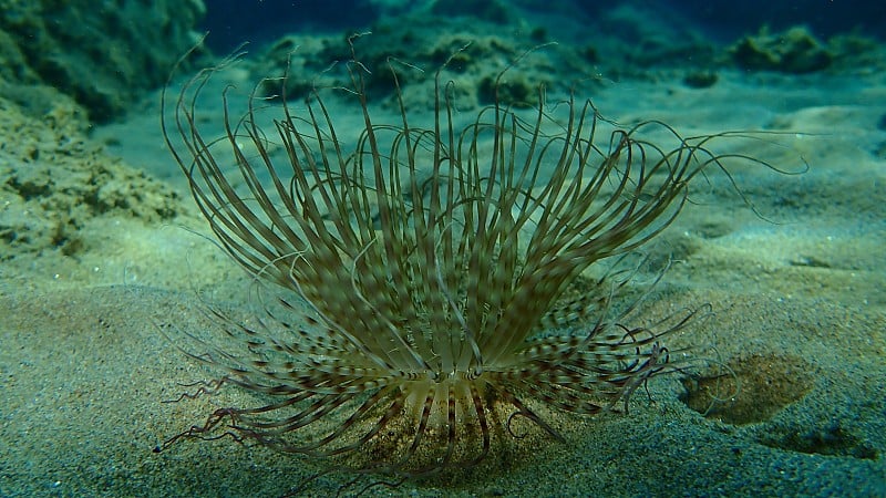 爱琴海海底的圆柱形海葵或彩色管状海葵(膜香海葵)