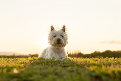 西部高地白色小猎犬，非常好看的狗