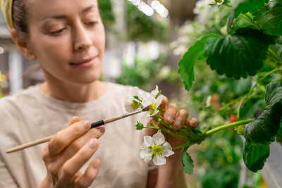 在人工授粉过程中，年轻的温室女工用刷子捧着草莓花