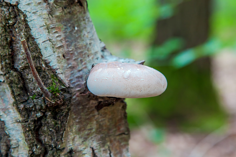 Piptoporus betulinus。桦树上的桦树孔。Fomitopsis betulina。