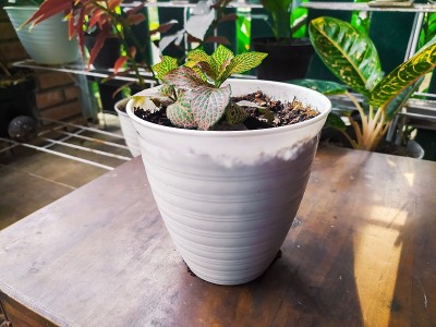 室内植物Hypoestes在白色花盆