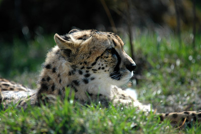 Chettah II