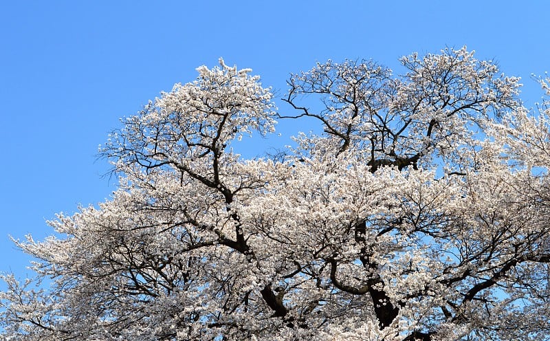 樱花