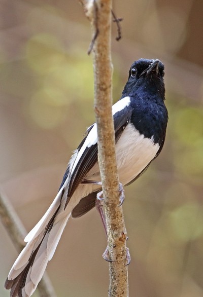 Pelzln的Magpie-robin