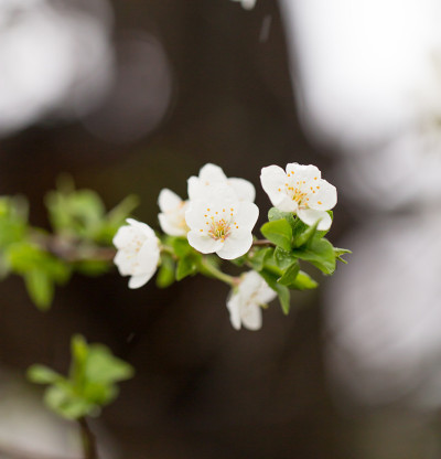 梅花上的花