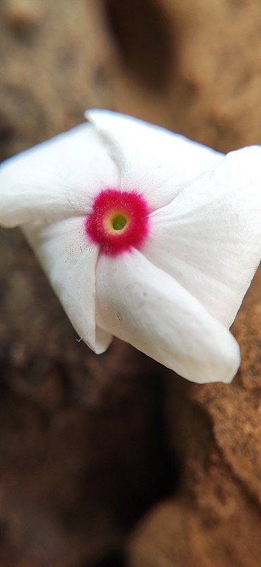长春花是一种生长低矮的多年生植物(Catharanthus roseus)，原产于马达加斯加，开粉红