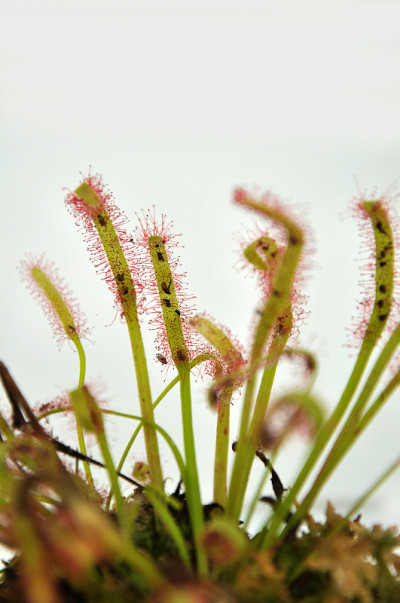 粘性茅膏菜
