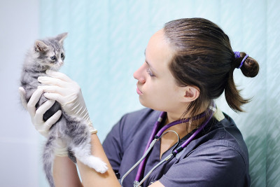 女兽医看着小猫