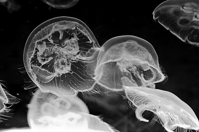 水族馆水母的细节