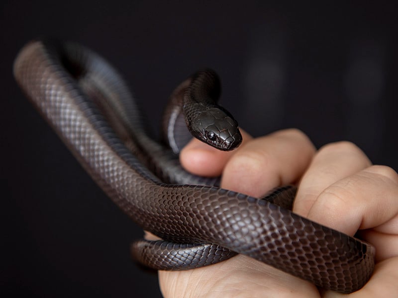 墨西哥黑王蛇(Lampropeltis getula nigrita)是较大的青色科蛇的一部分，也是