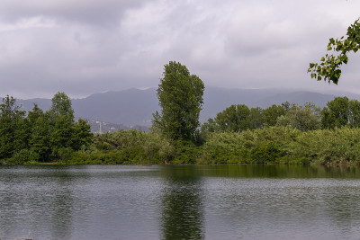 bozzi saudini