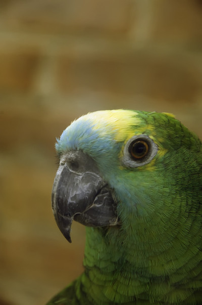 亚马逊鹦鹉的照片(学名:Amazona aestiva)