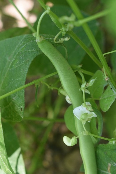 青豆新花