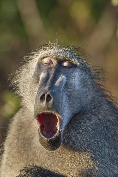 Baboon.Monkey.South非洲