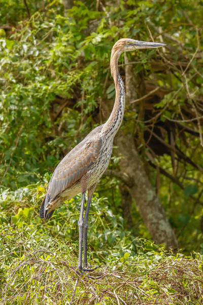 歌利亚鹭(Ardea Goliath)或巨鹭，乌干达默奇森瀑布国家公园鹭科的一种涉禽。