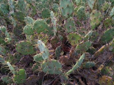 Cactus in the garden