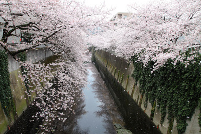日本东京神田河上盛开的樱花