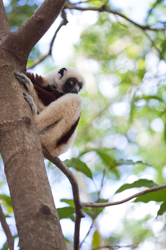 狐猴(Propithecus coquereli)马达加斯加