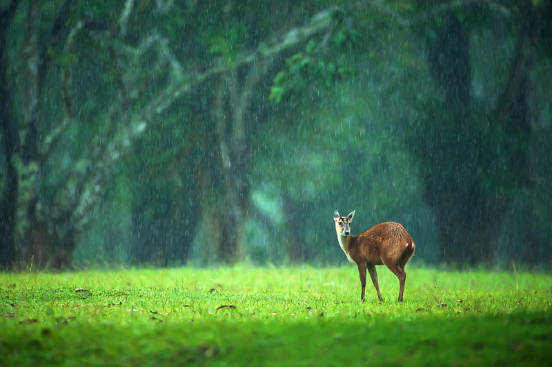 一只小鹿在雨中漫步在绿色的草原上。