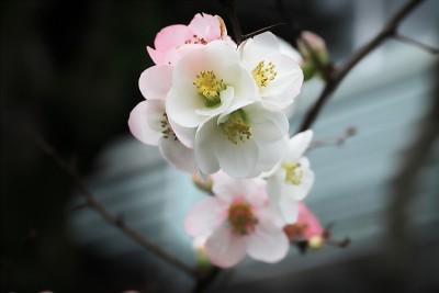 木瓜叶