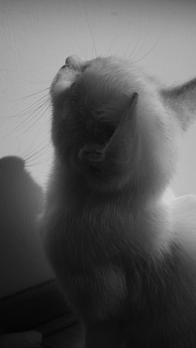 白色的小猫