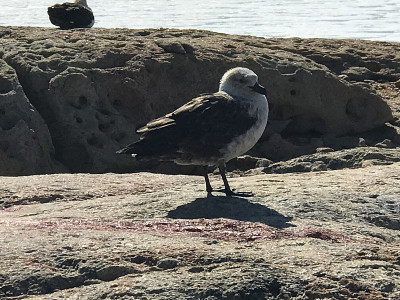 Skua -独行侠