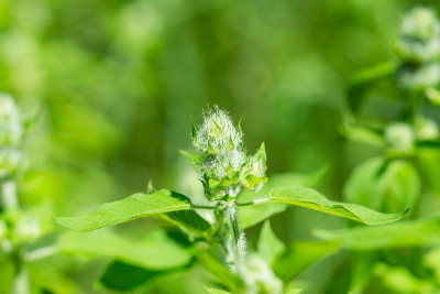 夏季毛木薄荷