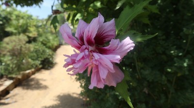 花园里的花