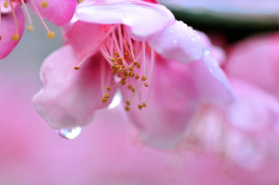 日本的梅花