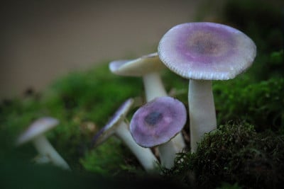 野生蘑菇