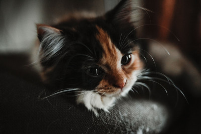 猫正躺着
