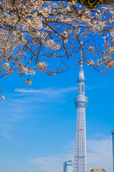樱花和东京天空树