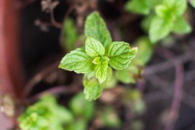 阿根廷科尔多瓦一所房子的花园里种着罗勒植物