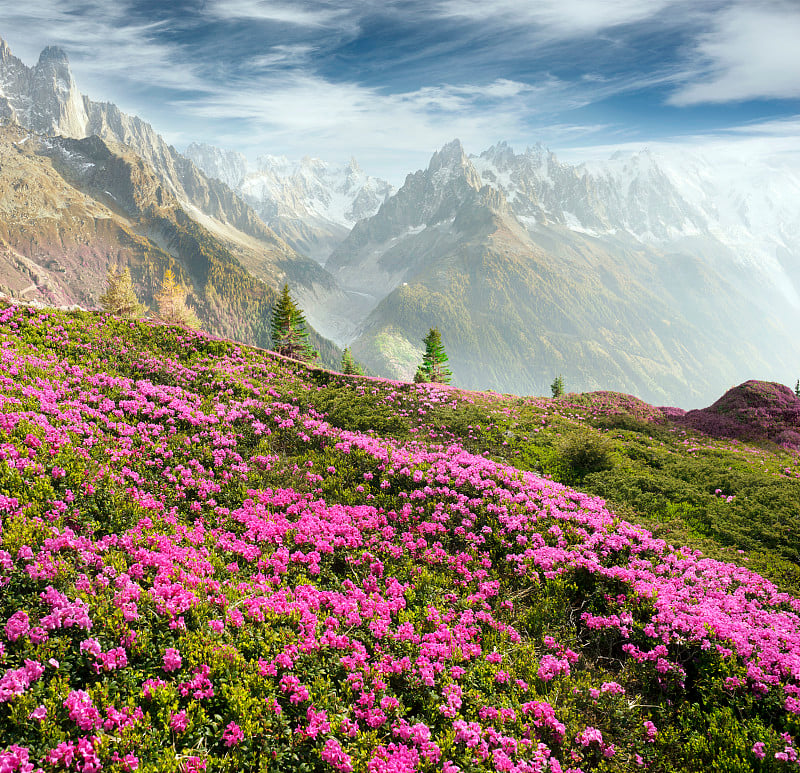 夏蒙尼山上的高山杜鹃花