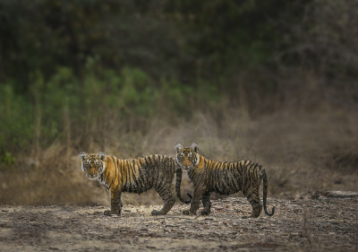 Ranthambore国家公园的老虎幼崽