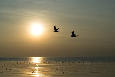邦浦海边美丽的海鸥