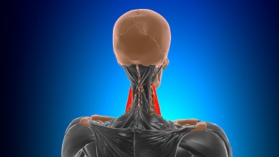 3D医学概念中斜角肌解剖