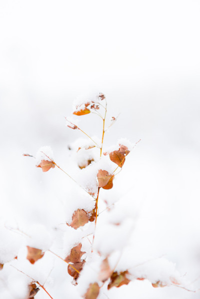 雪花和秋叶，在日本北海道滨宽
