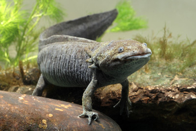Axolotl
