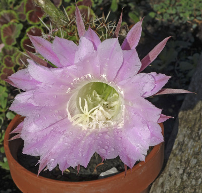 复活节百合仙人掌